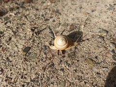 Caucasotachea vindobonensis