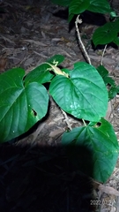 Clerodendrum japonicum
