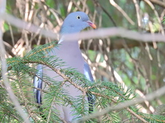 Columba palumbus
