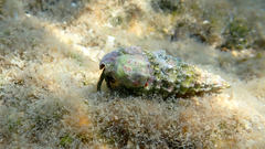 Clibanarius erythropus