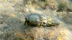 Clibanarius erythropus