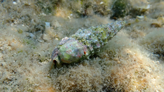 Clibanarius erythropus