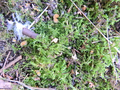 Kindbergia praelonga