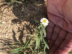 Melampodium leucanthum