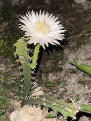 Acanthocereus