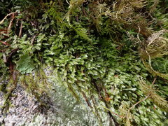 Pseudotaxiphyllum elegans