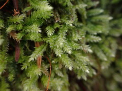 Pseudotaxiphyllum elegans