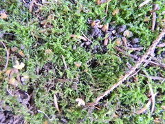 Kindbergia praelonga