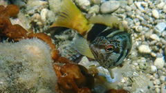 Serranus scriba