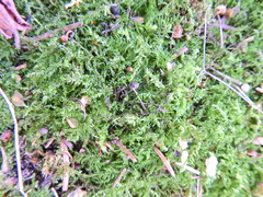 Kindbergia praelonga