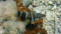 Serranus scriba