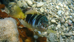 Serranus scriba
