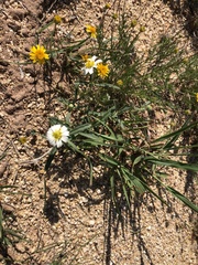 Melampodium leucanthum