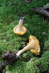 Cantharellus phasmatis