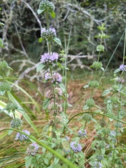 Mentha pulegium