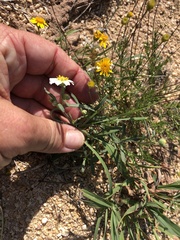 Melampodium leucanthum