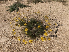 Thymophylla pentachaeta
