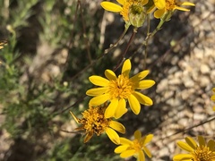 Thymophylla pentachaeta