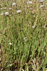 Microseris laciniata