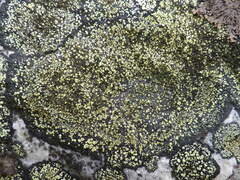 Rhizocarpon geographicum