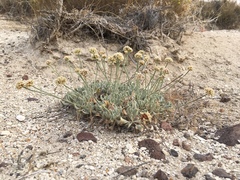 Eriogonum diatomaceum