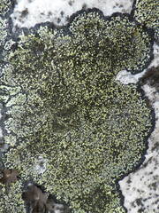 Rhizocarpon geographicum