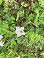 Oxalis incarnata
