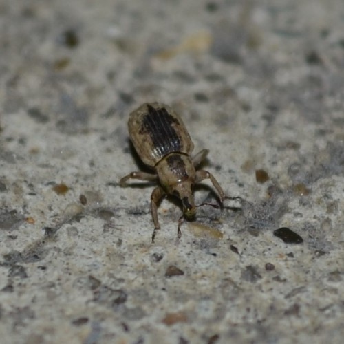 Rice Water Weevil photo 2