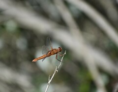 Libellula