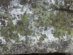 Rhizocarpon geographicum