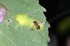 Xanthogramma flavipes