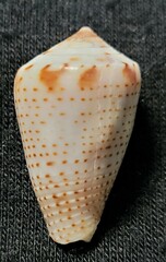 Conasprella perplexa