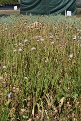 Microseris laciniata