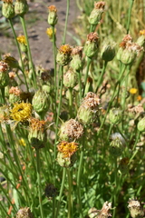 Microseris laciniata