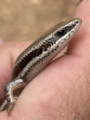 Marisora lineola