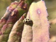 Anisosticta bitriangularis