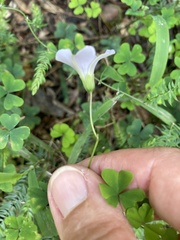 Oxalis incarnata