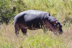 Hippopotamus amphibius