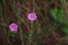 Ipomoea capillacea