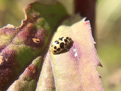 Anisosticta bitriangularis
