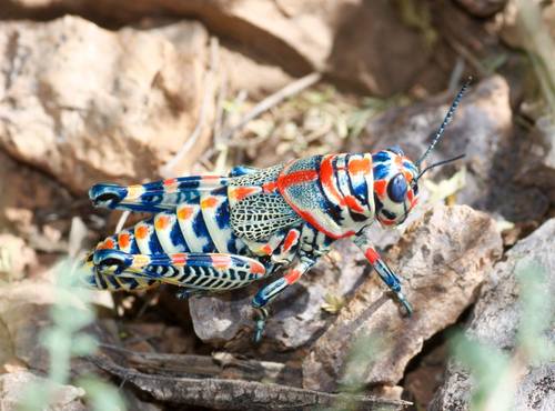 Rainbow Grasshopper photo 4