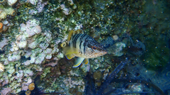 Serranus scriba