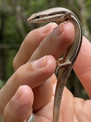 Marisora lineola