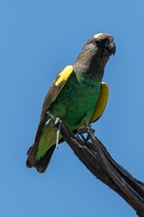 Poicephalus meyeri