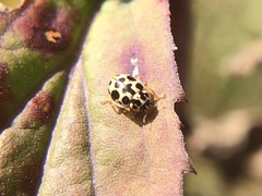 Anisosticta bitriangularis