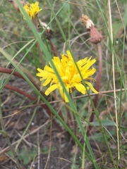 Taraxacum serotinum