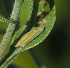Graphocephala