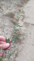 Atriplex oblongifolia