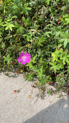 Geranium sanguineum