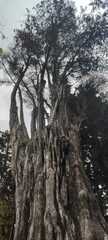 Juglans major